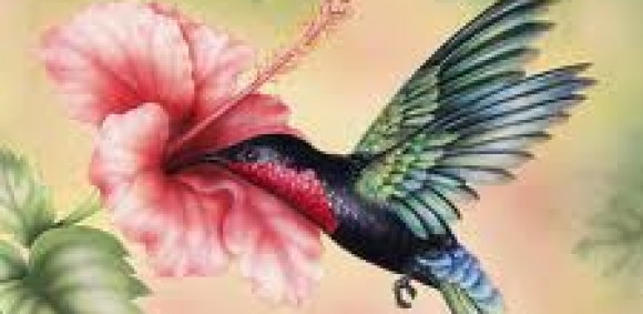 Hummingbirds are amazing