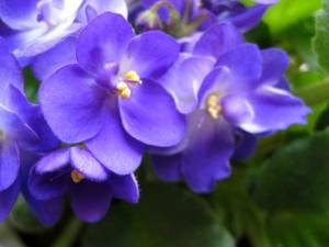 violets-susan